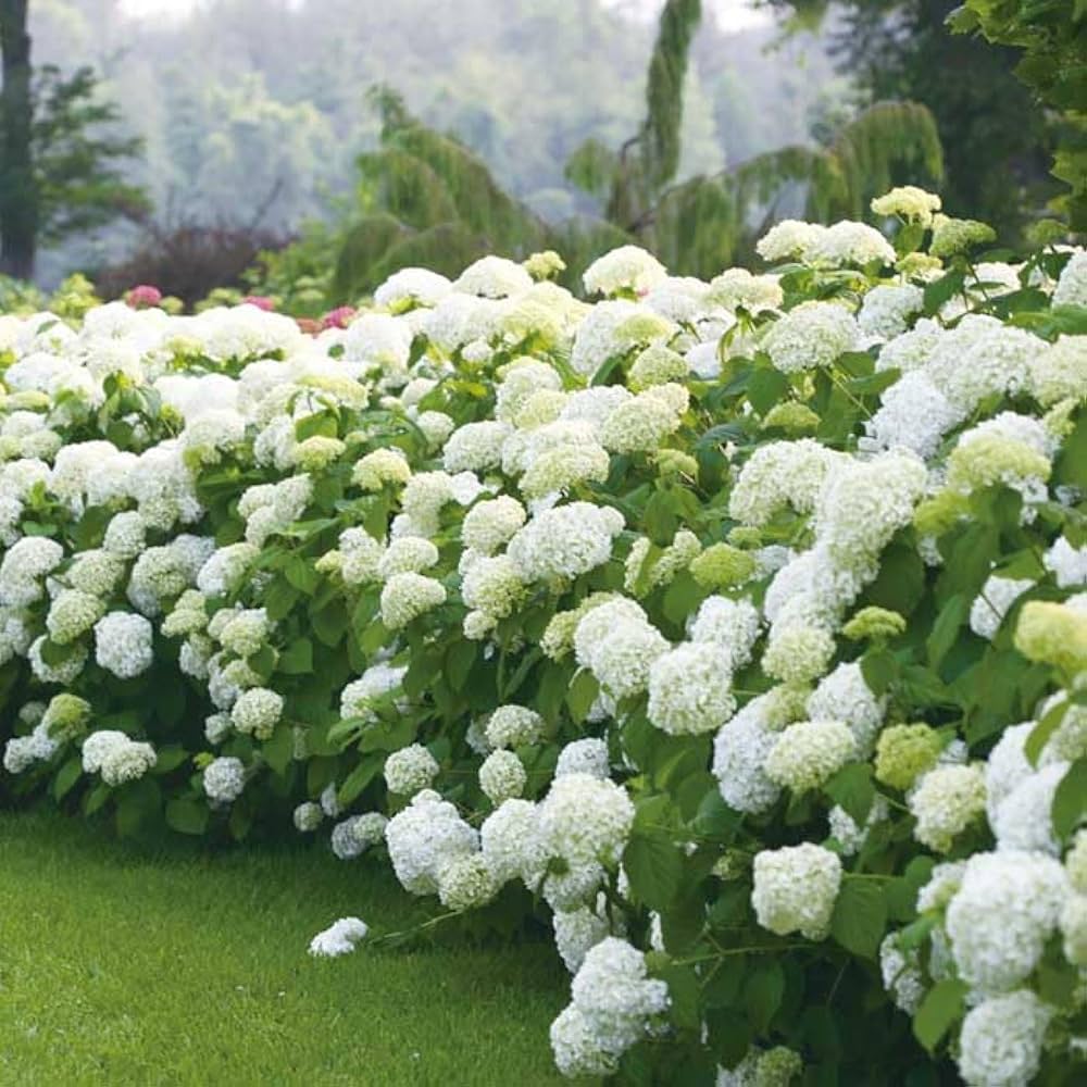 Amazon.co.jp: アジサイ アナベル 苗 グランデ クリーム 11cmトール Amazon.co.jp: アジサイ アナベル 苗 グランデ クリーム 11cmトール